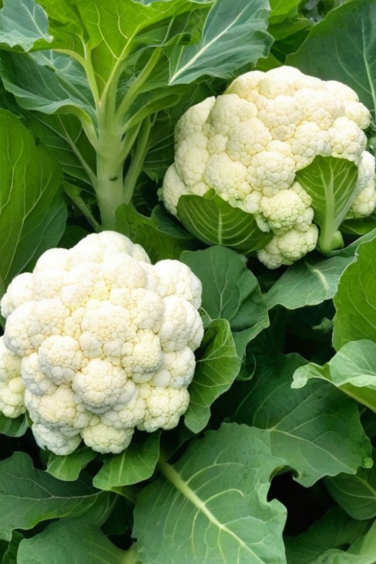 Cauliflower